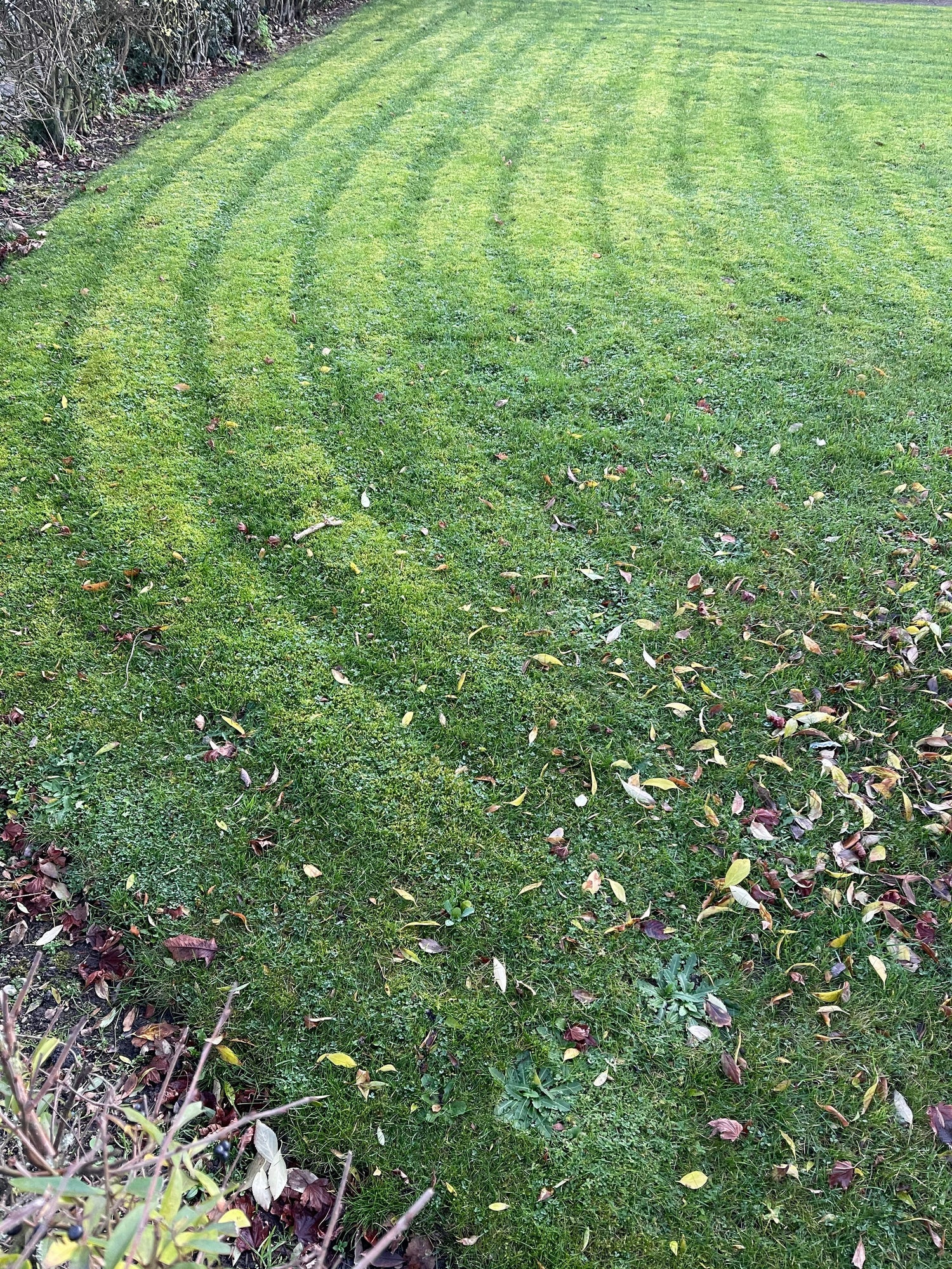 Hjulspor i græsplænen