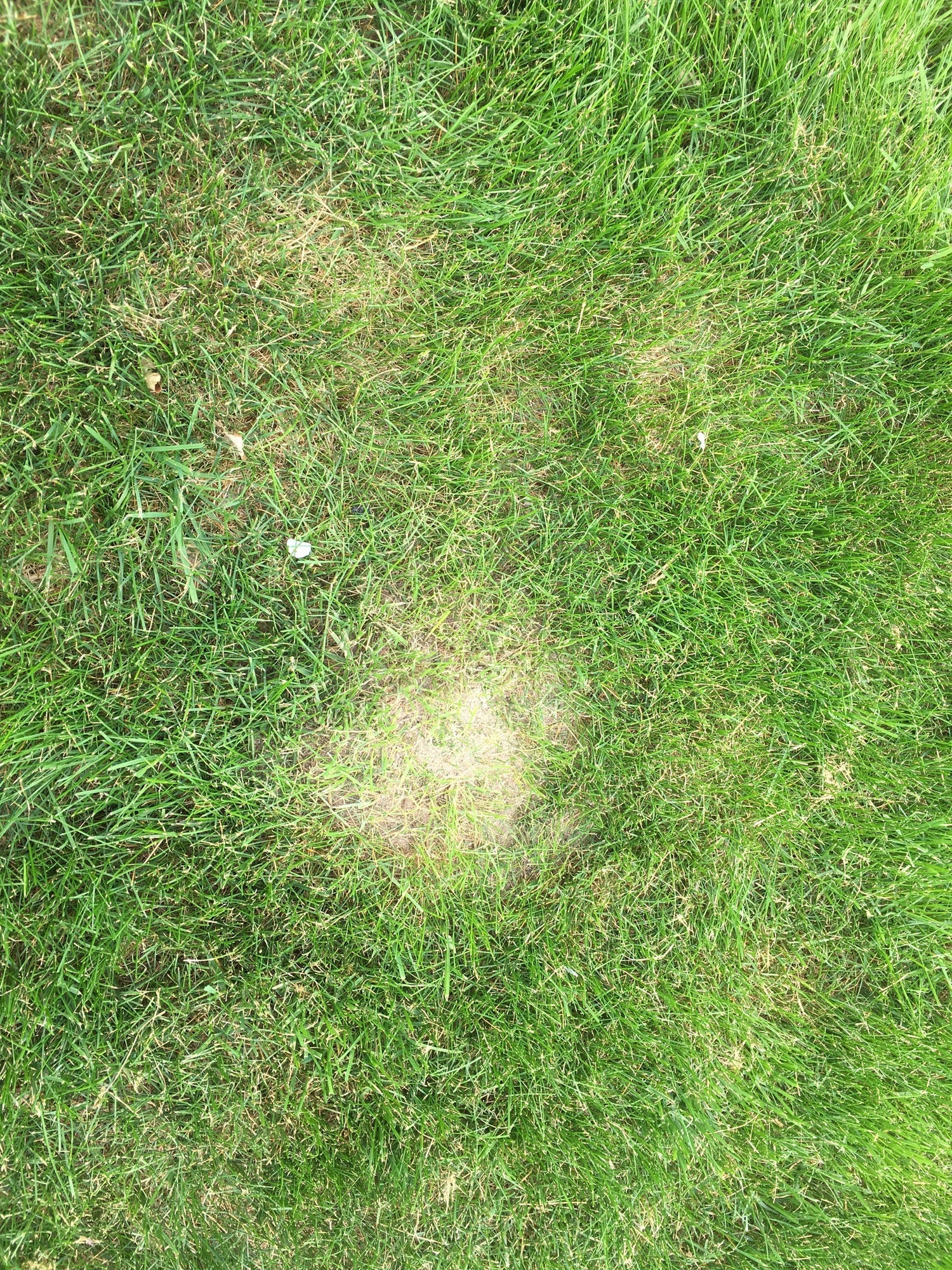 Myrer i græsplænen