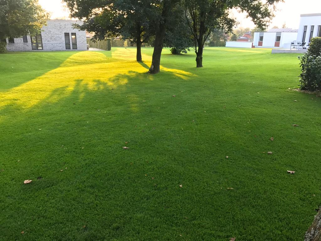 Nyanlæggelse af græsplæne