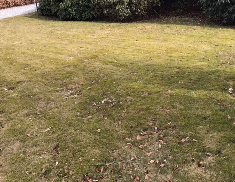 gul græsplæne med skygge fra hus og buske i baggrunden før vedligeholdelse af græsplænen