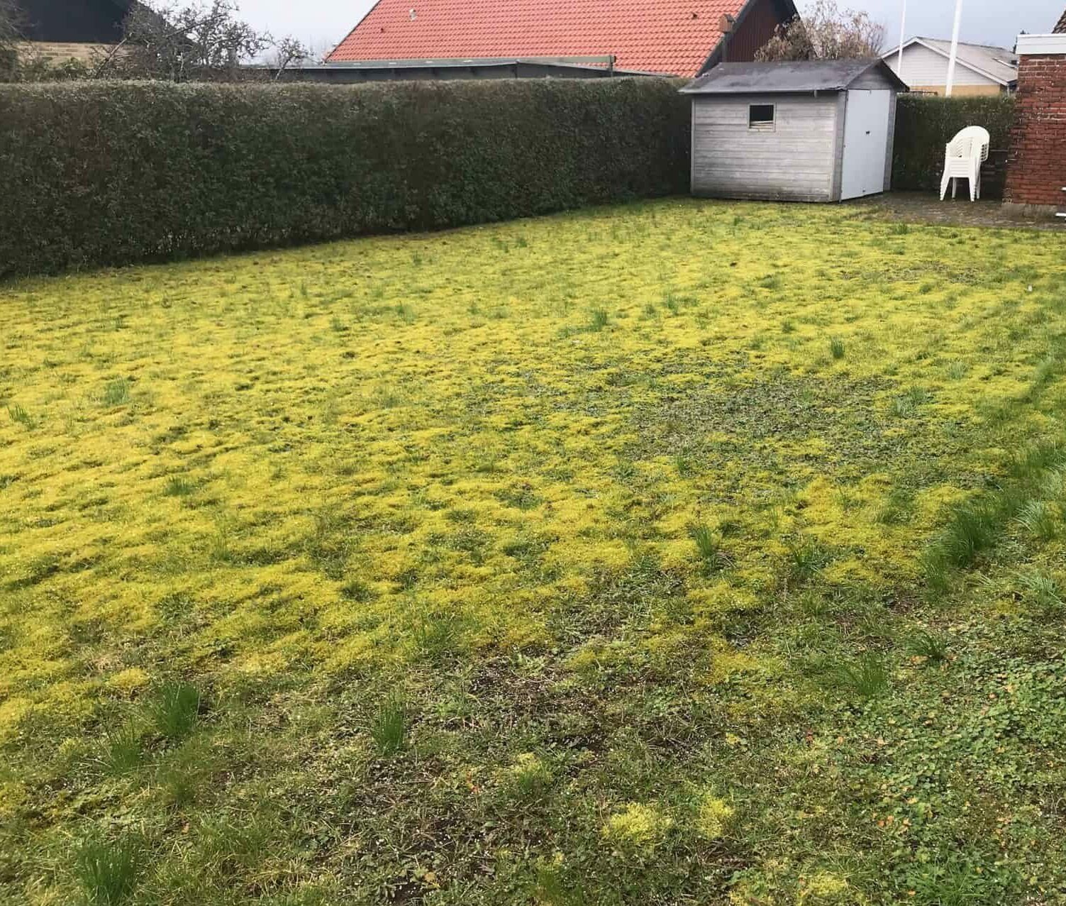 ødelagt og gul græsplæne, der har brug for græspleje, med hus i baggrunden