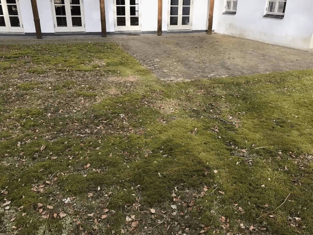 Græsplæne med mos og blade, der har brug for plænepleje