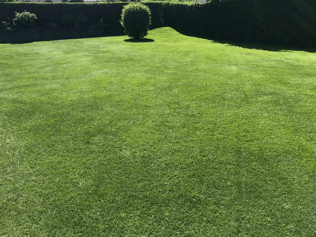 grøn græsplæne i haven med et træ og buske i baggrunden